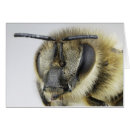 Zoek naar ongewervelden briefkaarten Samengestelde ogen