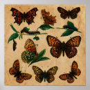 Recherche de vintage insect art Butterfly