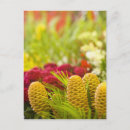 Zoek naar groenten briefkaarten Rood