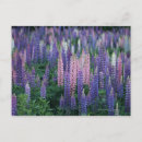 Zoek naar lupine briefkaarten Buiten
