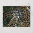 Recherche de amour girafe posters Afrique