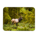 Recherche de élan magnets Faune