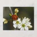Zoek naar ladybird briefkaarten Ladybug