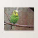 Zoek naar budgie puzzels Boedgerigar