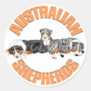 Recherche de berger australien autocollants Animaux
