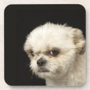 Zoek naar shih tzu onderzetters Dieren