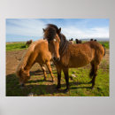 Recherche de poney islandais posters Ferme