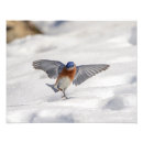 Recherche de oiseau bleu oriental posters Animal