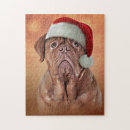 Recherche de dogue de bordeaux Race
