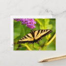 Recherche de buisson papillon cartes postales Photographie de la nature