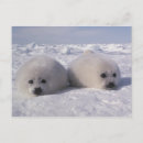 Recherche de le groenland cartes postales Vie marine