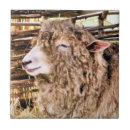 Zoek naar ooi tegels Schattig