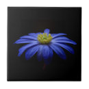 Zoek naar daisy tegels Blauw