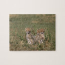 Recherche de guépard puzzles Prédateur