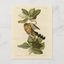 Recherche de mangroves cartes postales Illustration