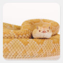 Zoek naar albino stickers Reptiel