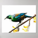 Recherche de tui oiseau Indigène