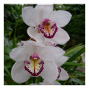 Recherche de orchids posters Fleurs blanches