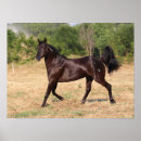Recherche de cheval foncé posters Animal