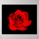 Recherche de copie de rose rouge S'est levé