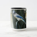 Recherche de blue jays tasses Oiseaux