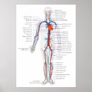 Recherche de circulatoire posters Sang