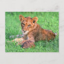 Recherche de deux lions cartes postales Safari