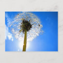Recherche de dandelion cartes postales Photographie