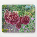 Recherche de allium Nature
