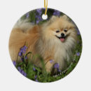 Recherche de jacinthe ornements Position