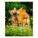 Recherche de faune posters Renard