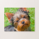 Zoek naar yorkshire terrier puzzels Zwart