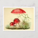 Recherche de champignons rouges cartes postales Botanique