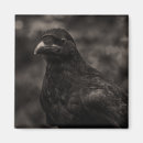 Zoek naar zwarte vogel magneten Veren