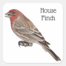 Recherche de finch autocollants Finition