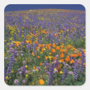 Recherche de lupins autocollants Fleurs