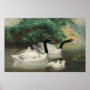 Recherche de cygne vintage art Oiseau
