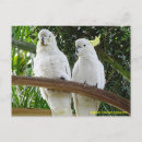 Recherche de oiseau australien cartes postales Perroquet