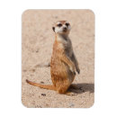 Recherche de suricate magnets Animaux