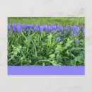 Zoek naar bluebell briefkaarten Fotografie
