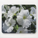 Recherche de pétunia tapis souris Nature