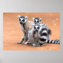 Recherche de lémur posters Nature