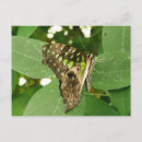 Recherche de iridescent cartes postales Papillon