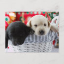 Recherche de compagnon vœux cartes Canine
