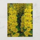 Recherche de delphinium cartes postales Floral