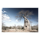 Zoek naar baobab kunst Afrika