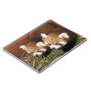 Recherche de panda carnets Ours