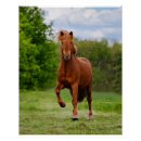 Zoek naar poneys posters Grappig