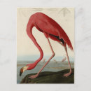 Recherche de flamand cartes postales Illustration