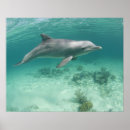Recherche de captifs posters Nature